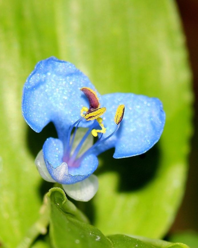 Whitemouth Dayflower (Commelina erecta) The Whitemouth Dayflower, one of the most common wild flowers in Trinidad and Tobago. While this plant is considered a &quot;weed&quot; by most, they are frequently visited by many species of insects, notably moths and butterflies. These are quite common in our lawn as I try to leave some wild areas as opposed to cutting the entire lawn, as that way we can see many native species of flowers. Caribbean,Commelina erecta,Flora,Flowers,Plantae,Plants,Trinidad and Tobago,Whitemouth Dayflower