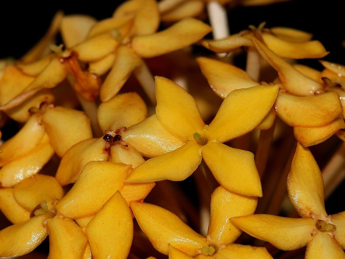 Ixora coccinea Yellow Variety One of the few varieties of Ixora coccinea in our garden. Ixora coccinea is commonly referred to as Jungle Flame and produces fruit, which is consumed here in Trinidad and Tobago for its supposed medicinal purposes to treat gastrointestinal diseases and ulcers, although I&#039;m not sure if it actually works. This plant is actually native to Eastern Asian countries, but was introduced to the region a very long time ago and has since become naturalised. Caribbean,Flora,Flowers,Ixora coccinea,Jungle Flame,Plantae,Plants,Trinidad and Tobago