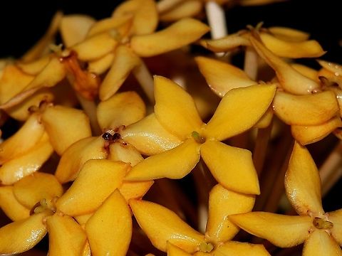 Ixora coccinea Yellow Variety One of the few varieties of Ixora coccinea in our garden. Ixora coccinea is commonly referred to as Jungle Flame and produces fruit, which is consumed here in Trinidad and Tobago for its supposed medicinal purposes to treat gastrointestinal diseases and ulcers, although I'm not sure if it actually works. This plant is actually native to Eastern Asian countries, but was introduced to the region a very long time ago and has since become naturalised. Caribbean,Flora,Flowers,Ixora coccinea,Jungle Flame,Plantae,Plants,Trinidad and Tobago