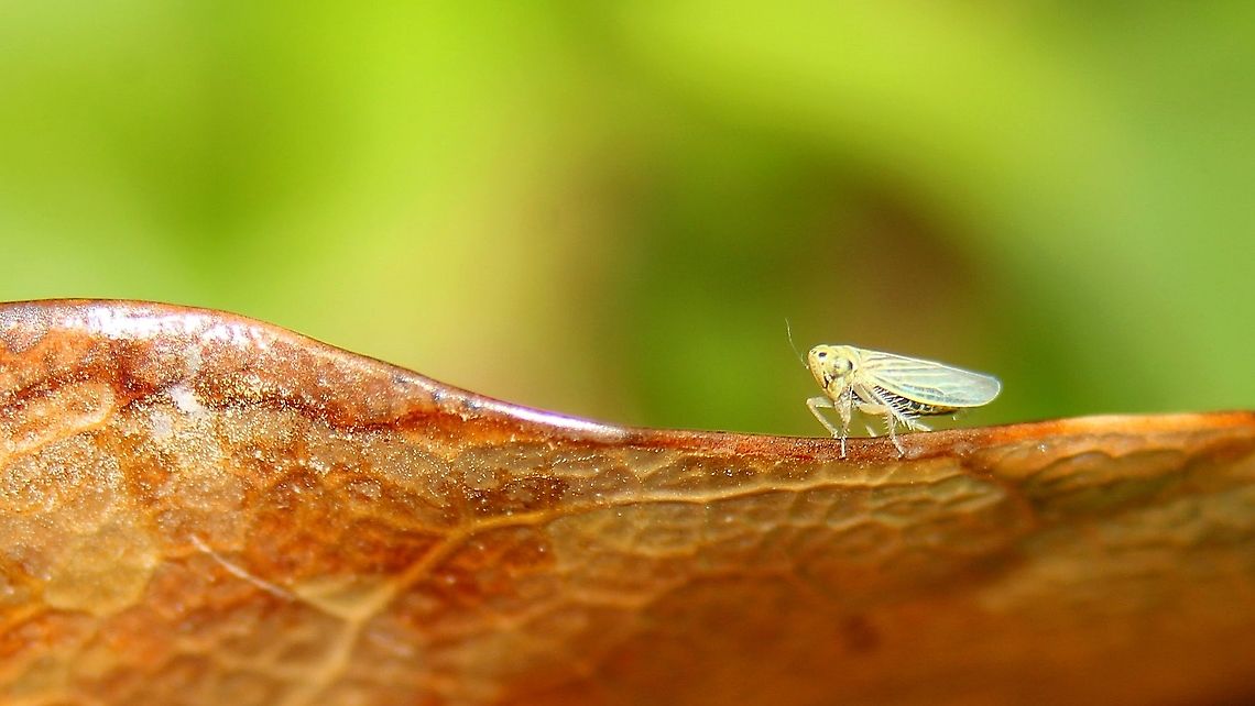 Gray Lawn Leafhopper (Exitianus exitiosus) A Gray Lawn Leafhopper on a dried mango leaf. I saw this one while I was in search of moths, probably should have put my 50mm on the extension tubes instead of the 300mm to fill at least half of the frame. Animalia,Animals,Caribbean,Exitianus exitiosus,Gray Lawn Leafhopper,Gray lawn leafhopper,Insecta,Insects,Trinidad and Tobago