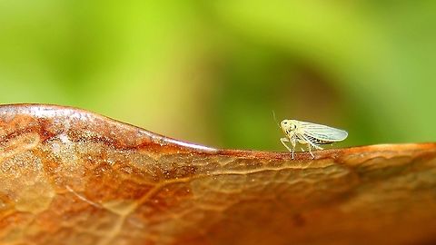 Gray Lawn Leafhopper (Exitianus exitiosus) A Gray Lawn Leafhopper on a dried mango leaf. I saw this one while I was in search of moths, probably should have put my 50mm on the extension tubes instead of the 300mm to fill at least half of the frame. Animalia,Animals,Caribbean,Exitianus exitiosus,Gray Lawn Leafhopper,Gray lawn leafhopper,Insecta,Insects,Trinidad and Tobago