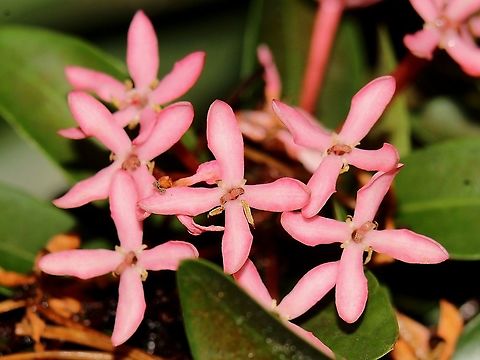 Ixora coccinea Pink Variety The pink variety of Ixora coccinea, also in our home garden. While Ixora coccinea is quite common in Trinidad and Tobago, the pink variety is perhaps the most rarely seen. Caribbean,Flora,Flowers,Ixora coccinea,Jungle Flame,Plantae,Plants,Trinidad and Tobago