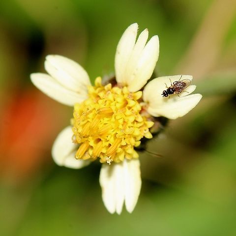 Tridax Daisy (Tridax procumbens) A Tridax Daisy, the most common wild flower in Trinidad and Tobago as it con be found on everyone's lawn. On the flower is a species of fly I assume. Caribbean,Flora,Flowers,Plantae,Plants,Tridax Daisy,Tridax procumbens,Trinidad and Tobago