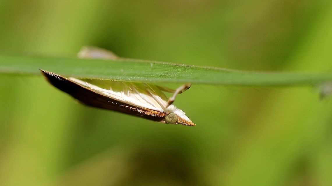 Moth (Family: Crambidae) A moth in our lawn from the family Crambidae (Crambid Snout Moths). This species was a bit difficult to photograph as they only sat on blades of grass upside down and were very skittish. I initially intended to get a lot of moth photos for Moth Week but I&#039;m rarely seeing moths these days. Animalia,Animals,Caribbean,Crambid Snout Moths,Crambidae,Insecta,Insects,Lepidoptera,Moth Week 2021,Trinidad and Tobago