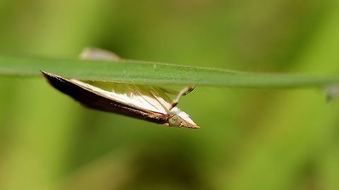 Moth (Family: Crambidae) A moth in our lawn from the family Crambidae (Crambid Snout Moths). This species was a bit difficult to photograph as they only sat on blades of grass upside down and were very skittish. I initially intended to get a lot of moth photos for Moth Week but I'm rarely seeing moths these days. Animalia,Animals,Caribbean,Crambid Snout Moths,Crambidae,Insecta,Insects,Lepidoptera,Moth Week 2021,Trinidad and Tobago