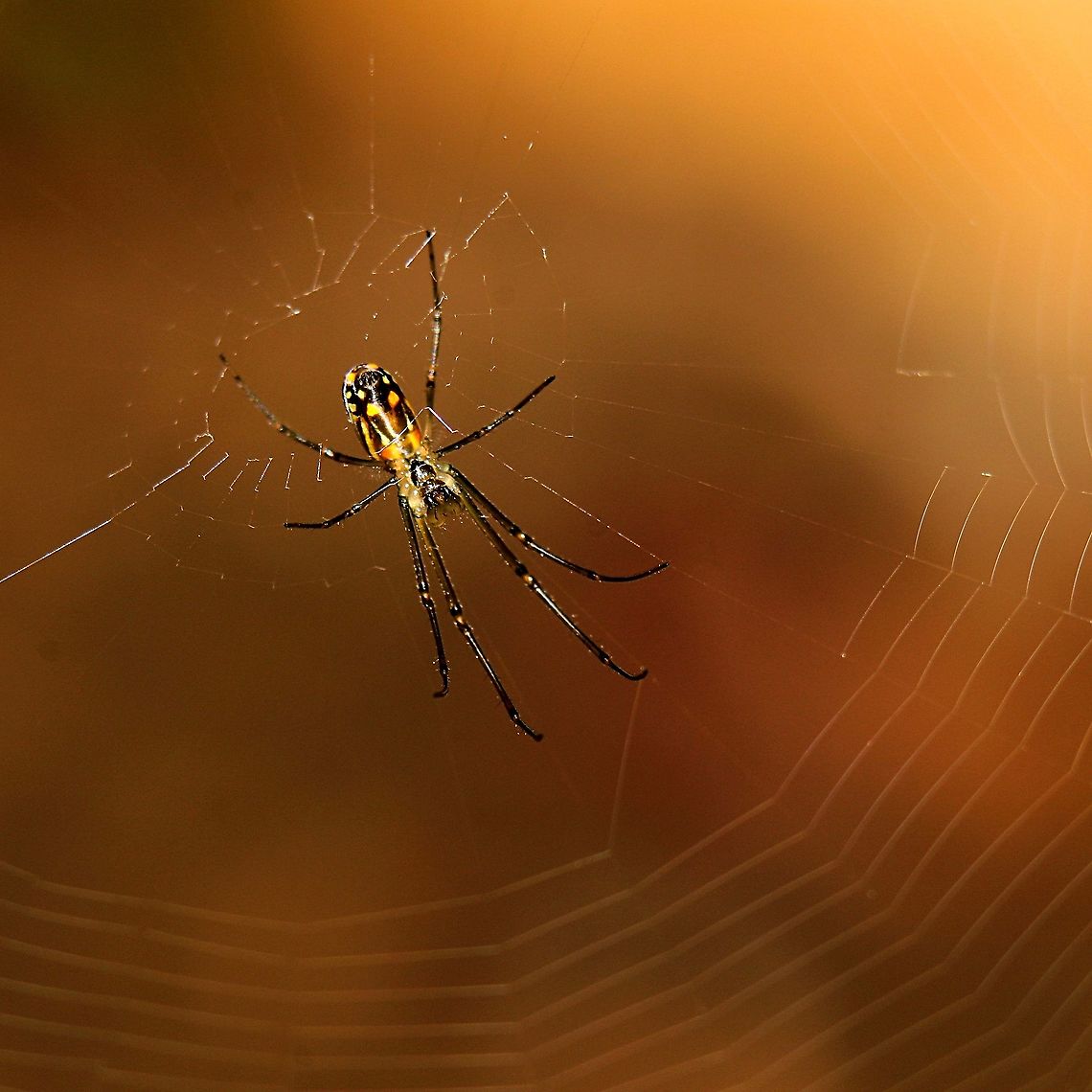 Orchard Spider (Leucauge argyra) An Orchard Spider in our garden. These orbweavers are very common here in Trinidad and Tobago and are somehow the most photogenic spider, in my opinion, as they are always at the centre of their web which is usually in a clear area. With the heavy rains last week, there seems to be a lot more bugs and arachnids around, as well as tree frogs and cane toads, however, I was not able to find a lot of moths for moth week, but maybe next year. Animalia,Animals,Arachnidae,Arachnids,Caribbean,Leucauge argyra,Orchard Spider,Spiders,Trinidad and Tobago