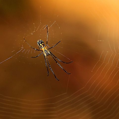 Orchard Spider (Leucauge argyra) An Orchard Spider in our garden. These orbweavers are very common here in Trinidad and Tobago and are somehow the most photogenic spider, in my opinion, as they are always at the centre of their web which is usually in a clear area. With the heavy rains last week, there seems to be a lot more bugs and arachnids around, as well as tree frogs and cane toads, however, I was not able to find a lot of moths for moth week, but maybe next year. Animalia,Animals,Arachnidae,Arachnids,Caribbean,Leucauge argyra,Orchard Spider,Spiders,Trinidad and Tobago
