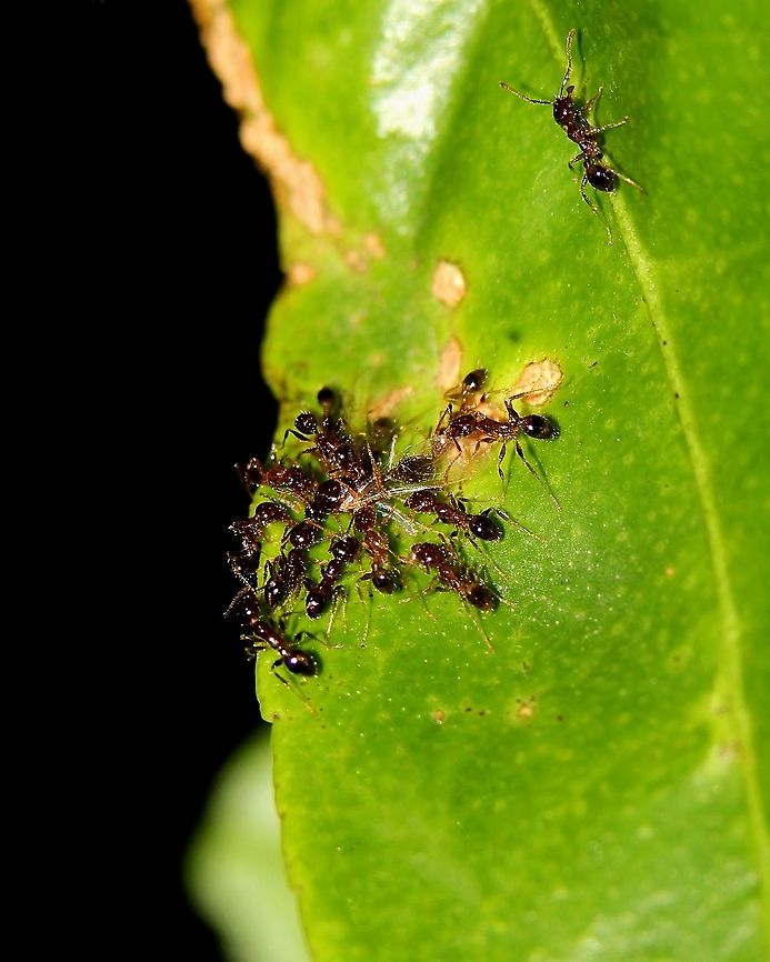 Ants Feeding A couple of ants (I'm so sorry I don't know what kind) feeding on some kind of insect, which seems to have transparent wings. Animalia,Animals,Ants,Caribbean,Feeding,Insecta,Insects,Trinidad and Tobago
