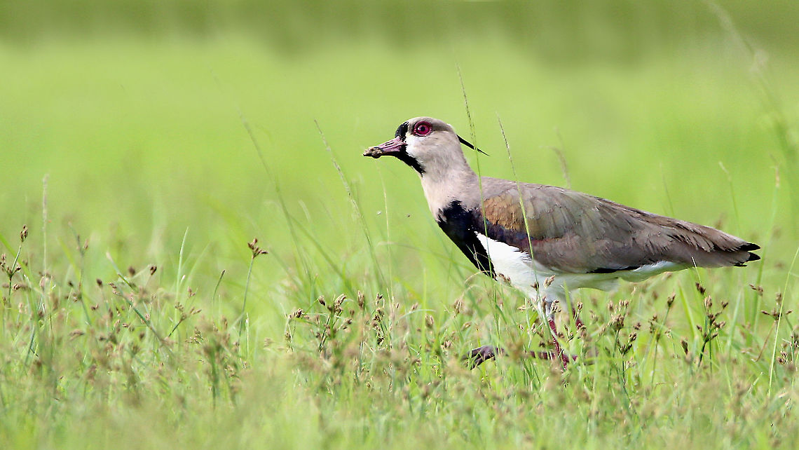 Southern Lapwing (Vanellus chilensis) A Southern Lapwing I saw yesterday when I visited my current favourite birding spot. While this is a common bird I think this is my best photo of it yet. I also saw many, many Saffron Finches, as well as quite a lot of Fork-Tailed Flycatchers, a bird I have dreamed of seeing for many years as they are currently in the process of their annual upward migration to escape the South American winter. Additionally, I also saw quite a bit of native plants which I have never previously seen before such as Lantanas and a couple different species of Hibiscus. Animalia,Animals,Aves,Birds,Caribbean,Southern Lapwing,Trinidad and Tobago,Vanellus chilensis