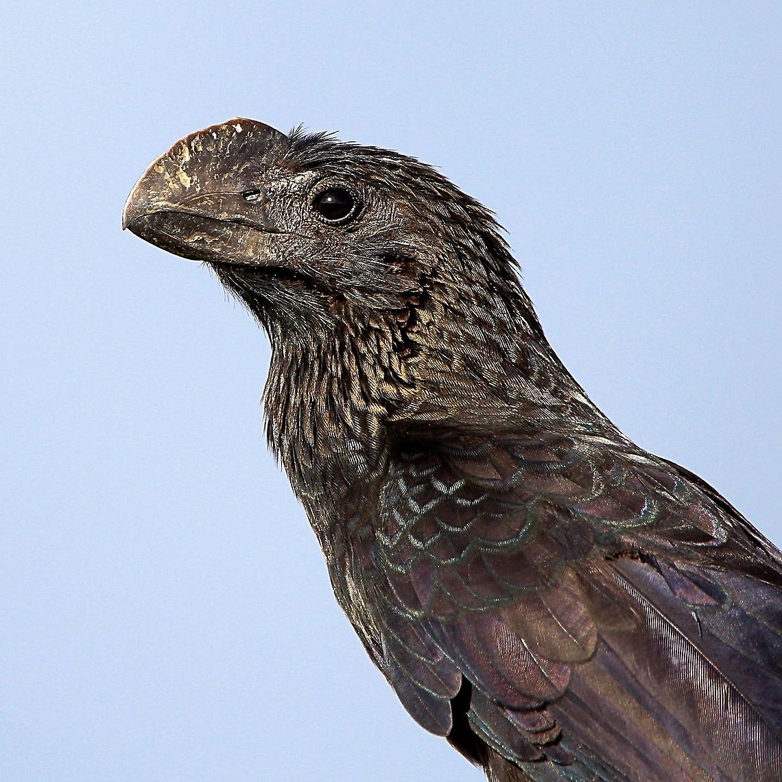 Smooth Billed Ani (Crotophaga ani) A Smooth Billed Ani I saw a couple days ago. I previously shared photos of this species already but they were not sharp and were low resolution, so I decided to post a high resolution photo so that all the details can be seen. Also, in this photo the various colours and tones of its feathers in direct sunlight can be seen. Animalia,Animals,Aves,Birds,Caribbean,Crotophaga ani,Smooth Billed Ani,Smooth-billed ani,Trinidad and Tobago