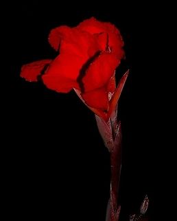 Canna Lily (Canna indica) A Canna Lily I photographed in our yard a while back whilst I was restless during the rains. Canna Lily,Canna indica,Caribbean,Flora,Flowers,Indian-Shot,Plantae,Plants,Trinidad and Tobago