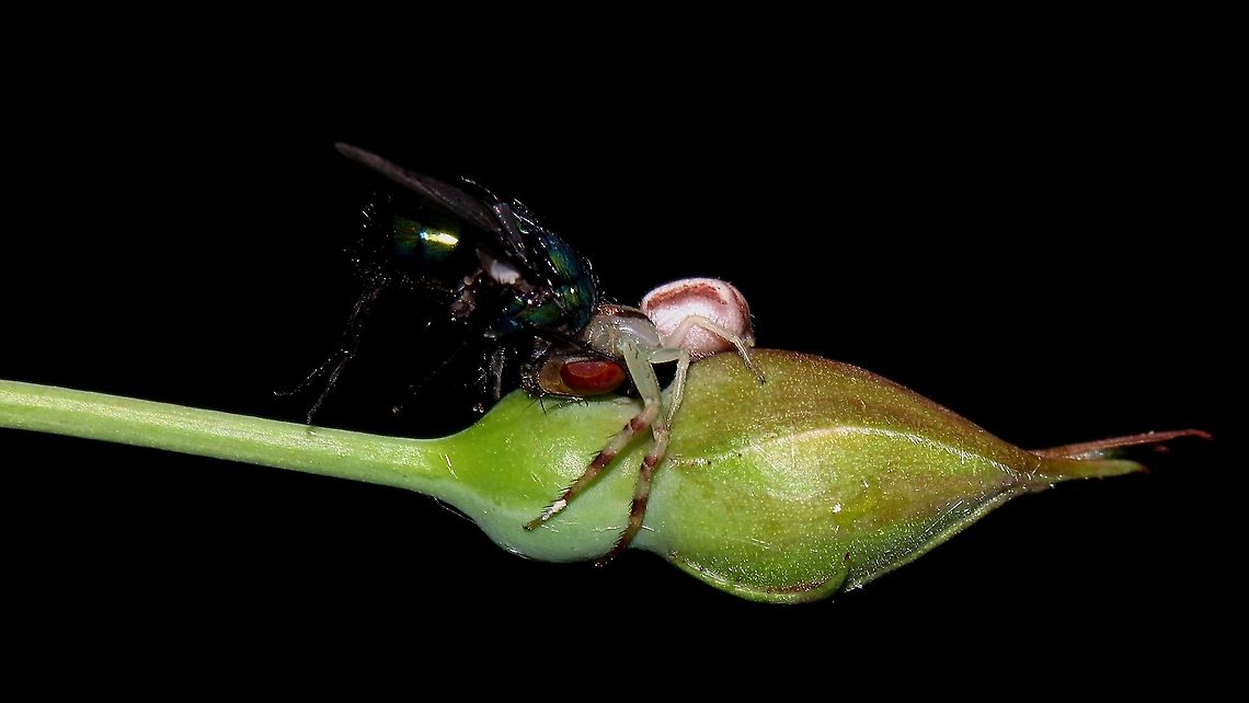 Goldenrod Crab Spider (Misumena vatia) Feeding A Goldenrod Crab Spider feeds on a relatively large fly atop a rose bud. This sighting was my first time ever seeing a Crab Spider, but I have now found a couple around the flowers. It's amazing the things that can be found when you take a closer look! Arachnidae,Arachnids,Caribbean,Goldenrod Crab Spider,Goldenrod crab spider,Misumena vatia,Spiders,Trinidad and Tobago