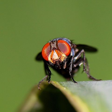 Blow Fly (Genus: Chrysomya) A Blow Fly I spotted a while ago sitting on the leaf of our ginger lily plant. Animalia,Animals,Blow Fly,Caribbean,Chrysomya,Diptera,Flies,Insecta,Insects,Trinidad and Tobago