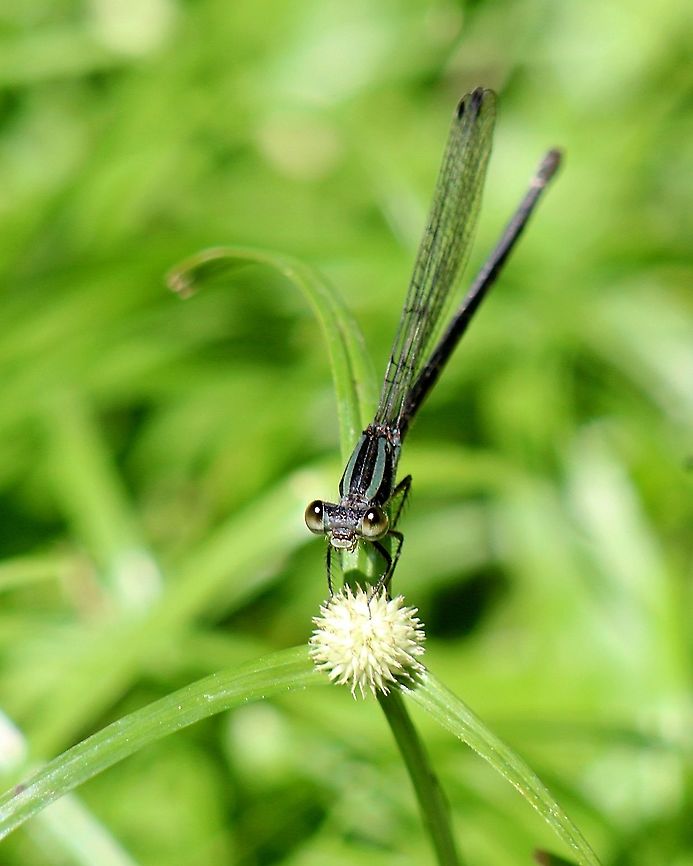 Dusky Dancer (Argia translata) A Dusky Dancer damselfly on our lawn, which is currently a couple months overgrown and filled with biodiversity now as I've been seeing many different flies, spiders, woodlice, wildflowers and various types of grasses and shrubs. Sadly I'm going to cut the lawn soon (because there's a lot of mosquitos which spread diseases) and let it grow out again. Animalia,Animals,Argia translata,Caribbean,Damselflies,Dusky Dancer,Dusky dancer,Insecta,Insects,Trinidad and Tobago