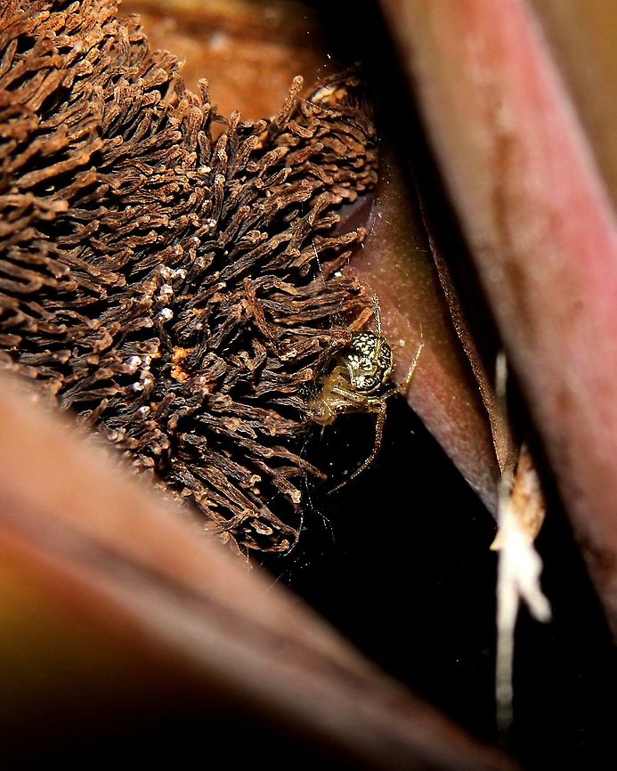 Common House Combfoot (Theridion melanurum) A Common House Combfoot spider inside a Canna Lily plant during some heavy rains, possibly hiding from the many predators which were present at the time.  Animalia,Animals,Arachnidae,Arachnids,Caribbean,Common House Combfoot,Spiders,Theridion melanurum,Trinidad and Tobago