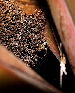 Common House Combfoot (Theridion melanurum) A Common House Combfoot spider inside a Canna Lily plant during some heavy rains, possibly hiding from the many predators which were present at the time.  Animalia,Animals,Arachnidae,Arachnids,Caribbean,Common House Combfoot,Spiders,Theridion melanurum,Trinidad and Tobago