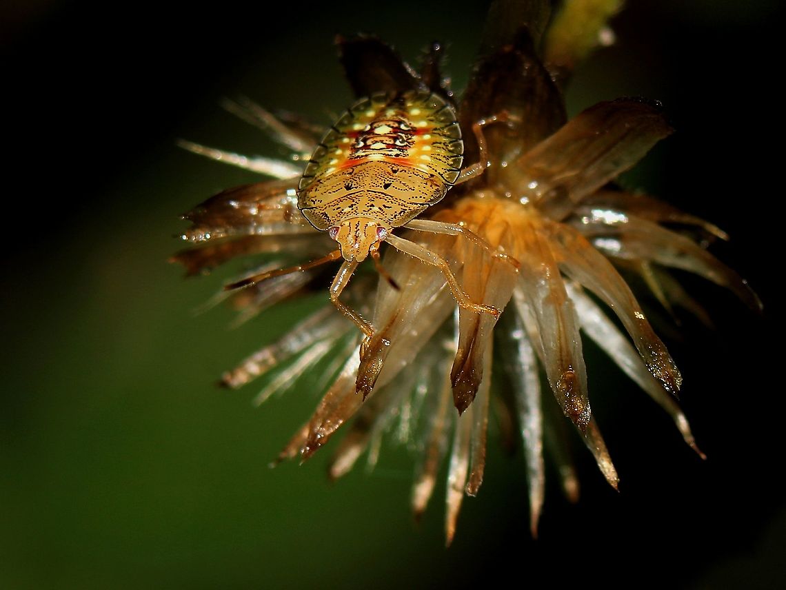 Stink Bug Nymph (Edessa meditabunda) A Stink Bug nymph on some sort of wildflower growing at the edge of the fence. These bugs are quite common here in Trinidad, and can be seen on any Avocado tree or wild shrubs. Animalia,Animals,Caribbean,Edessa meditabunda,Insecta,Insects,Stink Bug,Trinidad and Tobago