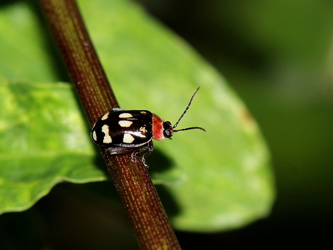 Alagoasa trifasciata A beetle of the species Alagoasa trifasciata on the branch of a hibiscus tree. I saw this particular individual after a heavy rain shower. Alagoasa trifasciata,Animalia,Animals,Caribbean,Insecta,Insects,Trinidad and Tobago