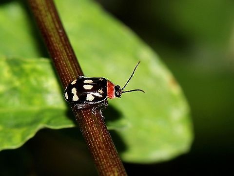 Alagoasa trifasciata