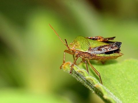 Stink Bug (Edessa meditabunda) An adult Edessa meditabunda Stink Bug, since I've only ever posted the nymph. These insects are slowly but surely establishing themselves in our garden and front yard. Animalia,Animals,Caribbean,Edessa meditabunda,Insecta,Insects,Stink Bug,Trinidad and Tobago