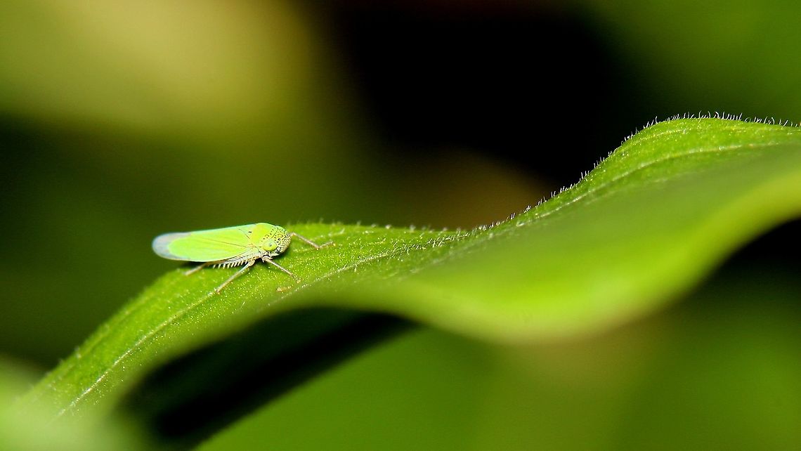 Common Green Leafhopper (Hortensia similis) A Common Green Leafhopper on the leaf of our Madagascar Periwinkle plant. These little leafhoppers are quite common throughout Trinidad and Tobago and are easily spotted by their bright green hue, with the exception of when it's on a bright green leaf in the harsh midday sun.<br />
<br />
This is an edit...this post took me to Lion class yay! Animalia,Animals,Caribbean,Common Green Leafhopper,Hortensia similis,Insecta,Insects,Trinidad and Tobago