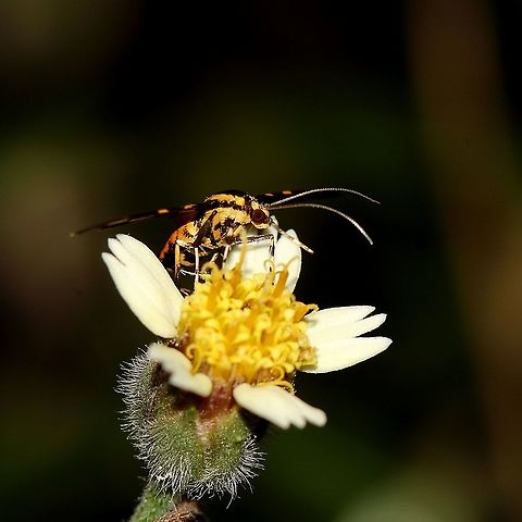 Orange-Spotted Flower Moth (Syngamia florella) An Orange-Spitted Flower Moth, one of many I've been seeing lately, on a Tridax Daisy. This photo was my perfect opportunity to get a nice photo of the species, however I got too excited, which led to me getting carried away and snapping a lot of photos without checking my camera settings or adjusting anything. I ideally would have preferred to get the whole flower and moth in focus but I'm still a bit satisfied I got a photo. Animalia,Animals,Caribbean,Insecta,Insects,Moths,Orange-Spotted Flower Moth,Red Waisted Florella Moth,Syngamia florella,Trinidad and Tobago