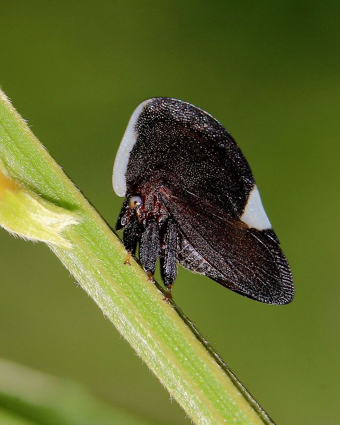 Portuguese Helmet Treehopper (Membracis dorsata) A Portuguese Helmet Treehopper on the branch of a pea tree. Animalia,Animals,Caribbean,Hemiptera,Insecta,Insects,Membracis dorsata,Portuguese Helmet Treehopper,Treehoppers,Trinidad and Tobago