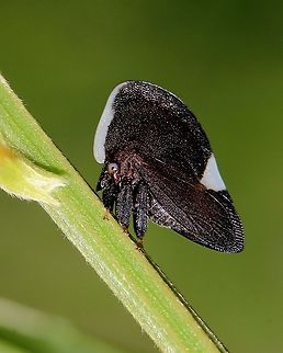 Portuguese Helmet Treehopper (Membracis dorsata) A Portuguese Helmet Treehopper on the branch of a pea tree. Animalia,Animals,Caribbean,Hemiptera,Insecta,Insects,Membracis dorsata,Portuguese Helmet Treehopper,Treehoppers,Trinidad and Tobago