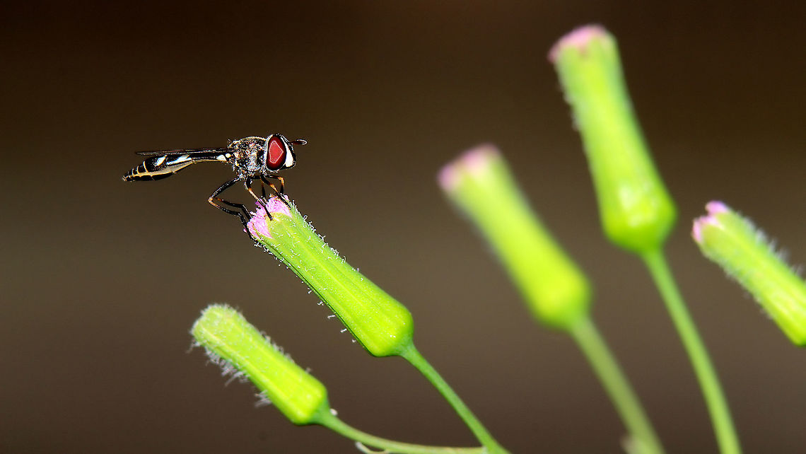 Four-Speckled Hover Fly (Dioprosopa clavata) A Four-Speckled Hover Fly I recently saw on the flowers of a Little Ironweed plant which grows along my fence line. The long, unkempt lawn was cut but with great care so as not to destroy the wildflowers, as they've consistently brought various insect and arachnid species in the region.<br />
Additionally, in the coming weeks I may be posting a bit less frequently (due to less field time), according to my schedule as I'll be trying to significantly increase my GPA. I'll still try to be on everyday voting on your amazing photos though!  Animalia,Animals,Caribbean,Dioprosopa clavata,Four-Speckled Hover Fly,Four-spotted aphid fly,Insecta,Insects,Trinidad and Tobago