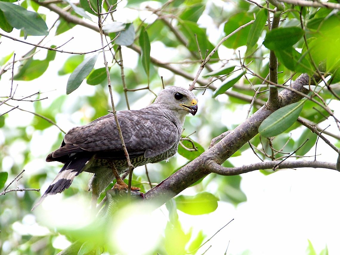 Gray-Lined Hawk (Buteo nitidus) A Gray-Lined Hawk with it's prey (Giant Ameiva) in it's talons. This particular individual was spotted at the outside of the Caroni Bird Sanctuary, a long time nature reserve, which has now been infested with feral cats. Animalia,Animals,Aves,Birds,Buteo nitidus,Caribbean,Gray Lined Hawk,Gray-Lined Hawk,Trinidad and Tobago