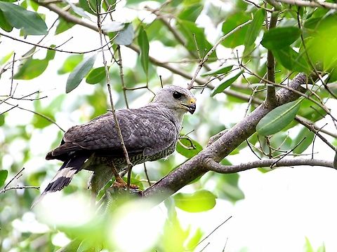 Gray-Lined Hawk (Buteo nitidus) A Gray-Lined Hawk with it's prey (Giant Ameiva) in it's talons. This particular individual was spotted at the outside of the Caroni Bird Sanctuary, a long time nature reserve, which has now been infested with feral cats. Animalia,Animals,Aves,Birds,Buteo nitidus,Caribbean,Gray Lined Hawk,Gray-Lined Hawk,Trinidad and Tobago
