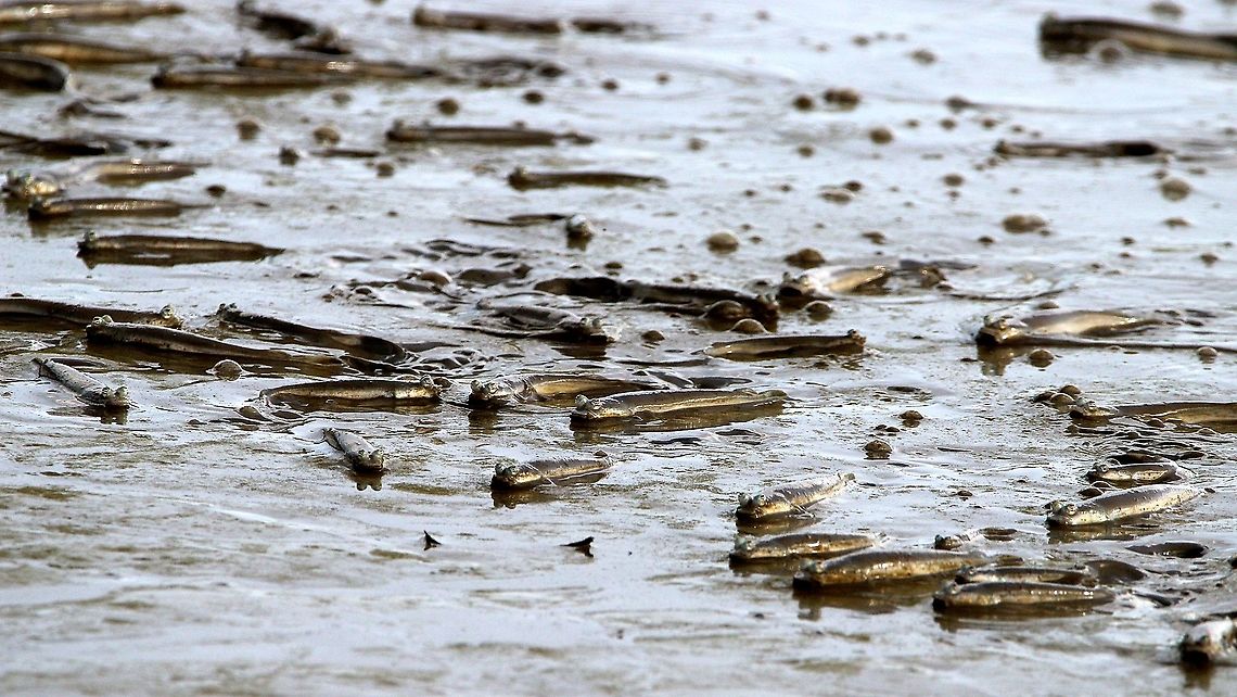 Large Scaled Four-Eyed Fish (Anableps anableps) A school of Large Scaled Four-Eyed Fish I saw at the west coast of my country, on the mudflats. That day, I also saw many shorebirds, which I will be sharing here on JungleDragon.  Anableps anableps,Animalia,Animals,Caribbean,Fish,Large Scaled Four-Eyed Fish,Largescale four-eyed fish,Ray Finned Fishes,Trinidad and Tobago