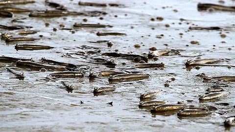 Large Scaled Four-Eyed Fish (Anableps anableps) A school of Large Scaled Four-Eyed Fish I saw at the west coast of my country, on the mudflats. That day, I also saw many shorebirds, which I will be sharing here on JungleDragon.  Anableps anableps,Animalia,Animals,Caribbean,Fish,Large Scaled Four-Eyed Fish,Largescale four-eyed fish,Ray Finned Fishes,Trinidad and Tobago