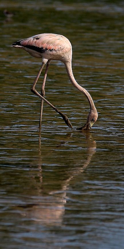 Caribbean Flamingo (Phoenicopterus ruber) A Caribbean Flamingo I saw on the west coast of Trinidad a couple days ago. This was my first wild encounter with flamingos which I was really grateful for. Surprisingly enough, instead of running away from me, they kept coming closer and closer. I also attempted to photograph them in flight, however, my autofocus struggled and instead focused on the plovers that were around. American Flamingo,Animalia,Animals,Aves,Birds,Caribbean,Caribbean Flamingo,Phoenicopterus ruber,Trinidad and Tobago