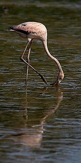 Caribbean Flamingo (Phoenicopterus ruber) A Caribbean Flamingo I saw on the west coast of Trinidad a couple days ago. This was my first wild encounter with flamingos which I was really grateful for. Surprisingly enough, instead of running away from me, they kept coming closer and closer. I also attempted to photograph them in flight, however, my autofocus struggled and instead focused on the plovers that were around. American Flamingo,Animalia,Animals,Aves,Birds,Caribbean,Caribbean Flamingo,Phoenicopterus ruber,Trinidad and Tobago