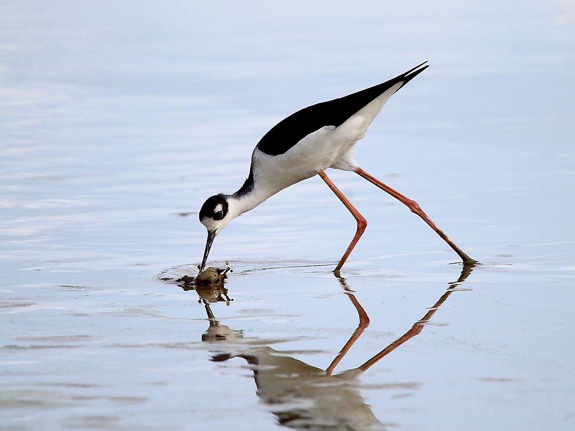 Black-Necked Stilt (Himantopus mexicanus) A Black-Necked Stilt I saw a couple days ago, on the mudflats of Trinidad&#039;s west coast. Animalia,Animals,Aves,Birds,Black Necked Stilt,Black-necked stilt,Caribbean,Himantopus mexicanus,Trinidad and Tobago