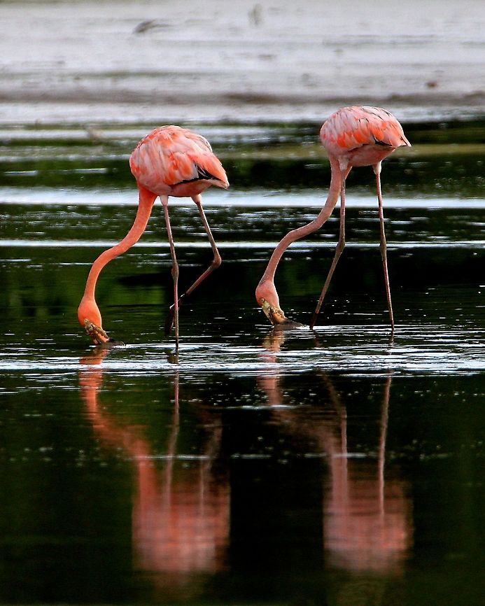 Caribbean Flamingo (Phoenicopterus ruber) Another image I took of the Caribbean Flamingos at the west coast of Trinidad. American Flamingo,Animalia,Animals,Aves,Birds,Caribbean,Caribbean Flamingo,Phoenicopterus ruber,Trinidad and Tobago