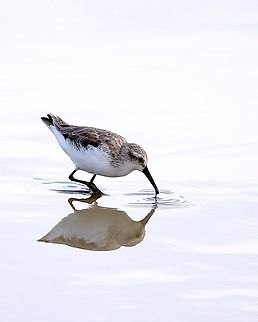 Western Sandpiper (Calidris maluri) A Western Sandpiper I saw about a week ago, when I was at the west coast of Trinidad. Animalia,Animals,Aves,Birds,Calidris maluri,Calidris mauri,Caribbean,Trinidad and Tobago,Western Sandpiper,Western sandpiper