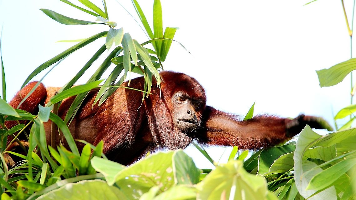 Guyanan Red Howler Monkey (Alouatta macconnelli) A Guyanan Red Howler Monkey I saw yesterday afternoon on the western side of Trinidad, a place commonly visited for hiking and other outdoor sports. I was really close to the troop of monkeys, around 2 metres away from one of them when someone drove past with their music really loud, prompting the monkey to run away. The encounter was certainly fun while it lasted though! Alouatta macconnelli,Animalia,Animals,Caribbean,Guyanan Red Howler Monkey,Guyanan red howler,Mammalia,Mammals,Trinidad and Tobago