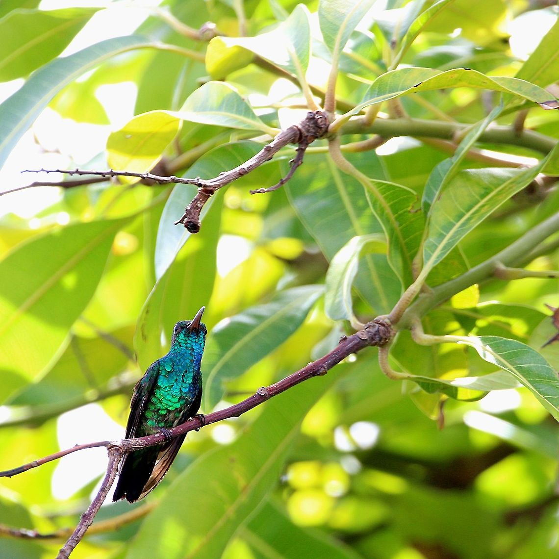 Blue-Chinned Sapphire (Chlorestes notata) A Blue-Chinned Sapphire hummingbird that I saw perched on our mango tree when I stepped outside for a walk after a full morning of class. This was my first encounter with this species, and also the only photo I managed to get in focus. The conditions were also optimal as the sunlight was not too strong and it was a cool 30 degree day. Animalia,Animals,Aves,Birds,Blue-Chinned Sapphire,Blue-chinned sapphire,Caribbean,Chlorestes notata,Trinidad and Tobago