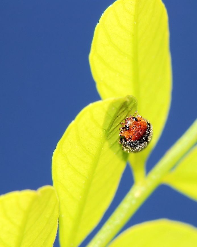 Mealybug Destroyer (Cryptolaemus montrouzieri) A Mealybug Destroyer ladybird on the leaf of a tree we commonly call &quot;Governor Plum&quot; here in Trinidad and Tobago. This species of ladybird was actually introduced to Trinidad and Tobago from Australia many years ago in order to combat the mealybugs which were invasive in Trinidad and Tobago. Animalia,Animals,Caribbean,Coccinellidae,Cryptolaemus montrouzieri,Insecta,Insects,Mealybug Destroyer,Mealybug Ladybird,Trinidad and Tobago