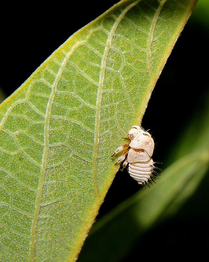 Portuguese Helmet Treehopper Nymph (Membracis dorsata) A Portuguese Helmet Treehopper nymph on the leaf of our pea tree. This particular day when I took this photo there were around forty of these nymphs on one branch but a photo was a bit difficult due to the scorching sun and heavy gusts of wind.  Animalia,Animals,Caribbean,Insecta,Insects,Membracis dorsata,Portuguese Helmet Treehopper,Trinidad and Tobago