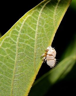 Portuguese Helmet Treehopper Nymph (Membracis dorsata) A Portuguese Helmet Treehopper nymph on the leaf of our pea tree. This particular day when I took this photo there were around forty of these nymphs on one branch but a photo was a bit difficult due to the scorching sun and heavy gusts of wind.  Animalia,Animals,Caribbean,Insecta,Insects,Membracis dorsata,Portuguese Helmet Treehopper,Trinidad and Tobago