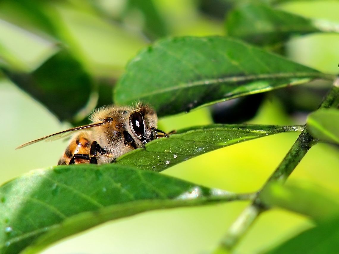 Western Honey Bee (Apis mellifera) A Western Honey Bee I photographed some time ago. Also, recently there was a beehive in our front yard for the third time and I think that is a sign of the improving ecosystem health in my area.  Animalia,Animals,Apis mellifera,Caribbean,Insecta,Insects,Trinidad and Tobago,Western Honey Bee,Western honey bee