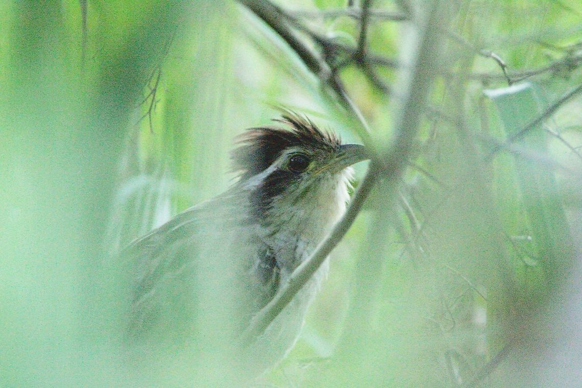 Striped Cuckoo (Tapera naevia) A Striped Cuckoo I saw yesterday when I went to do some evening birding. Initially, I heard a loud call from a bush next to where I was and after close inspection I found the bird, merely one and a half metres from where I stood. I approached closer and closer and the bird was unbothered, however, I did not venture too close as I did not want to disturb it. Even though the photo probably looks horrid, I am actually quite pleased with this image considering how late it was at night and how little light was available. Animalia,Animals,Aves,Birds,Caribbean,Striped Cuckoo,Striped cuckoo,Tapera naevia,Trinidad and Tobago