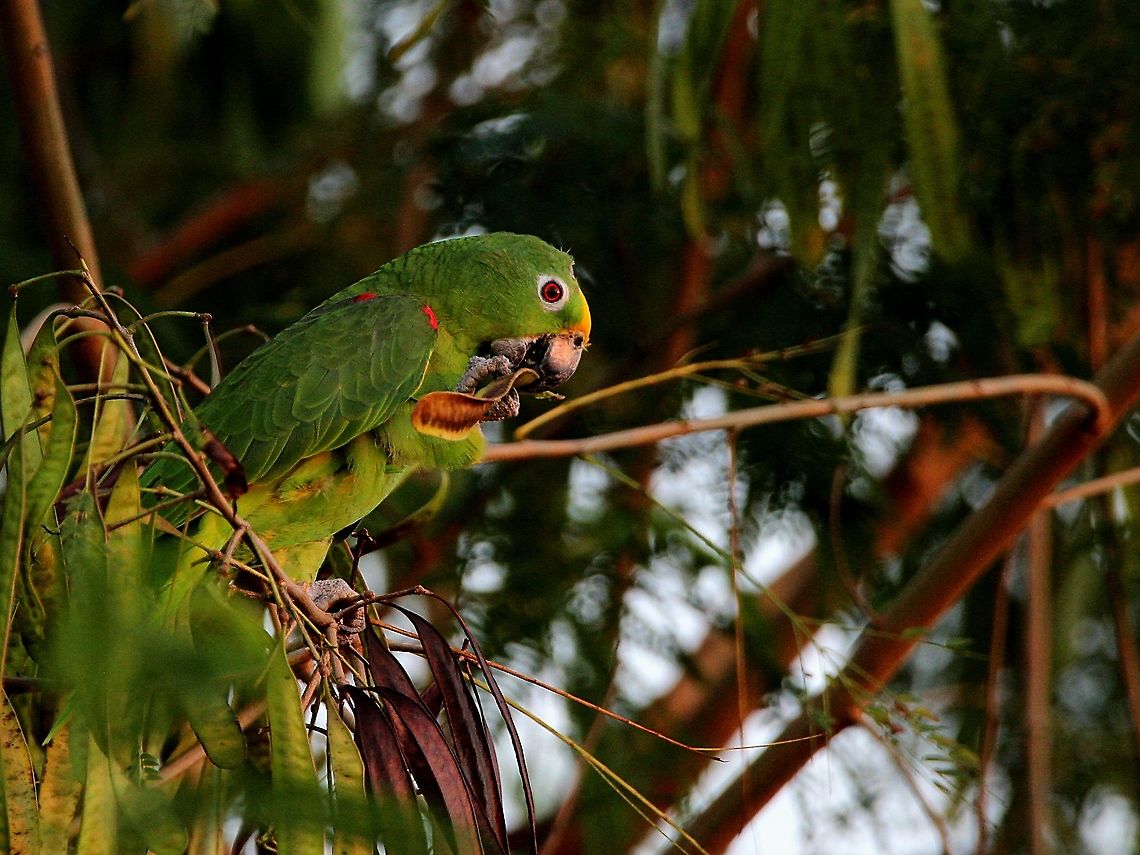 Yellow Crowned Parrot (Amazona ochrocephala) - My 100th Photo on JungleDragon A Yellow Crowned Parrot I recently saw in Chaguanas.<br />
I&#039;ve been thinking what my special post should be and I decided on a parrot, as parrots are the birds which ignited my passion for wildlife photography and birdwatching, and as for which post I would consider my first milestone, I originally planned on my first milestone post being my 1000th post. Amazona ochrocephala,Animalia,Animals,Aves,Birds,Caribbean,Trinidad and Tobago,Yellow Crowned Parrot,Yellow-crowned amazon