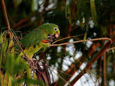 Yellow Crowned Parrot (Amazona ochrocephala) - My 100th Photo on JungleDragon A Yellow Crowned Parrot I recently saw in Chaguanas.
I've been thinking what my special post should be and I decided on a parrot, as parrots are the birds which ignited my passion for wildlife photography and birdwatching, and as for which post I would consider my first milestone, I originally planned on my first milestone post being my 1000th post. Amazona ochrocephala,Animalia,Animals,Aves,Birds,Caribbean,Trinidad and Tobago,Yellow Crowned Parrot,Yellow-crowned amazon