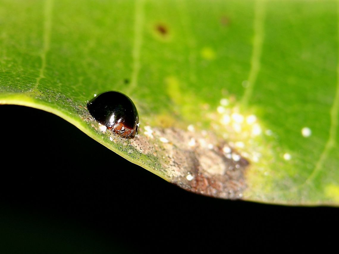 Malaysian Ladybird Beetle (Chilocorus nigritus) A Malaysian Ladybird Beetle, an introduced species which is now quite common in Trinidad. I spotted this individual on the underside of a mango leaf and it was quite skittish, consistently trying to run away from me by shifting to other parts of the leaf. Animalia,Animals,Caribbean,Chilocorus nigritus,Insecta,Insects,Malaysian Ladybird Beetle,Trinidad and Tobago