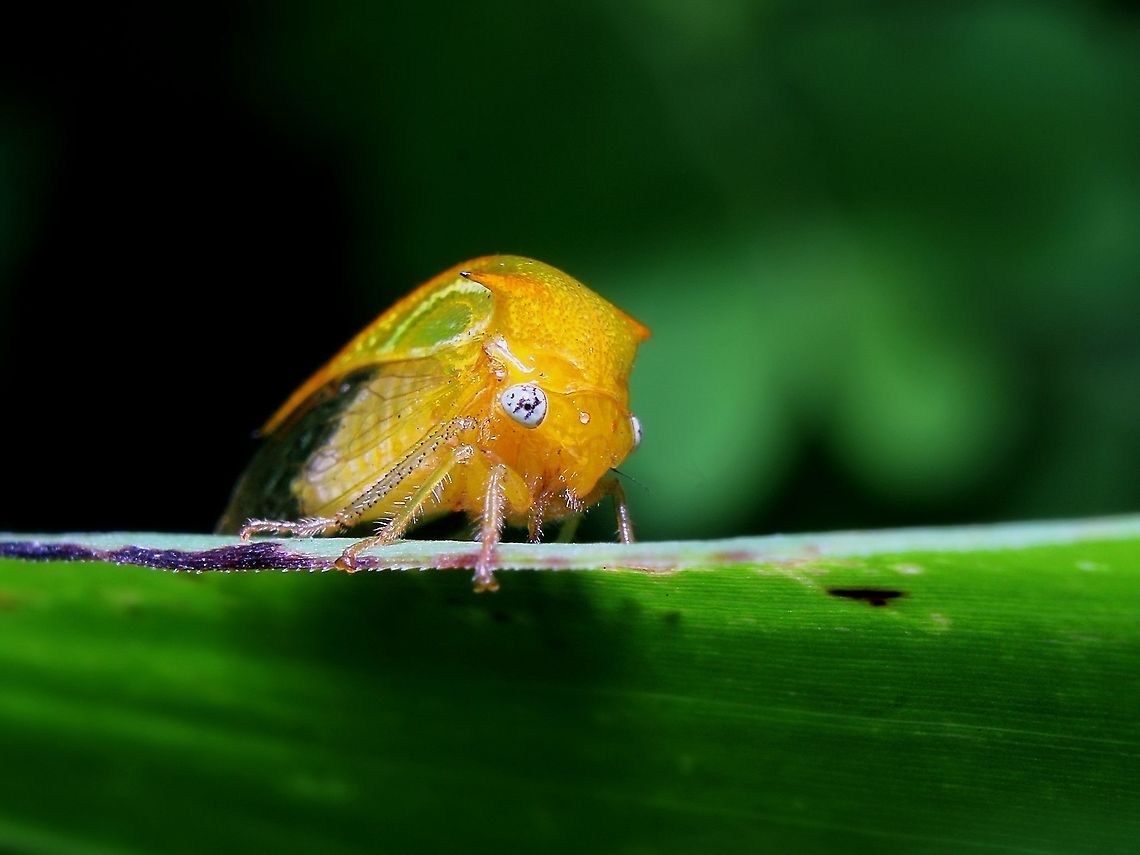 Buffalo Treehopper (Family: Membracidae) A Buffalo Treehopper I found on an overgrown part of the lawn. This individual was really skittish and always flew away when I got too close; luckily after two hours I was able to snap some close up photos. Also, if anyone can identify this insect to the species level That would be greatly appreciated:)  <br />
<br />
UPDATE: I've added an ID of Ceresa bisonia. Feel free to change it if it's wrong:) Animalia,Animals,Buffalo Treehopper,Buffalo treehopper,Caribbean,Insecta,Insects,Membracidae,Stictocephala bisonia,Treehopper,Trinidad and Tobago