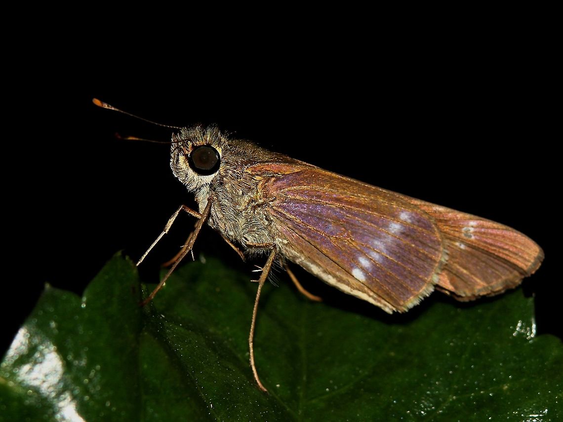 Purple-Washed Skipper (Panoquina lucas) A Purple-Washed Skipper on the leaf of a hibiscus tree. These skippers are really active and difficult to capture in flight unlike some other butterfly species, however they are very approachable once perched. Animalia,Animals,Caribbean,Insecta,Insects,Panoquina lucas,Purple-Washed Skipper,Trinidad and Tobago
